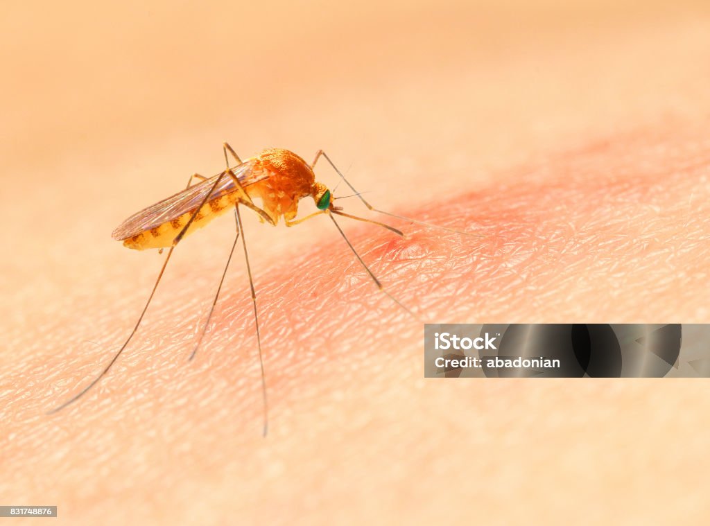 Succión del mosquito Anopheles. - Foto de stock de Mosquito libre de derechos