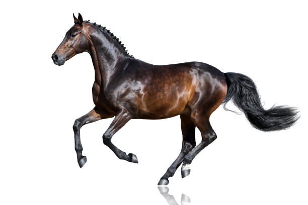 istock Horse gallop on white 831751008