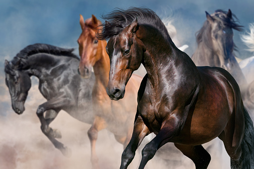 Horse portrait in herd in motion in desert dust