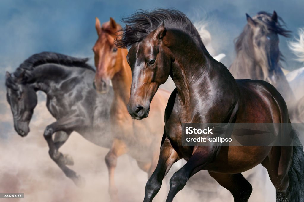 Horse portrait in herd Horse portrait in herd in motion in desert dust Horse Stock Photo