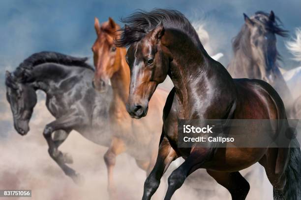 Horse Portrait In Herd Stock Photo - Download Image Now - Horse, Animal Wildlife, Running