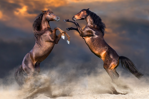 Two horse play and rearing up in desert dast against sunset sky