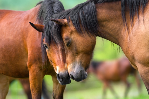 Two horse portrait close up in herd. Couple horse communicate