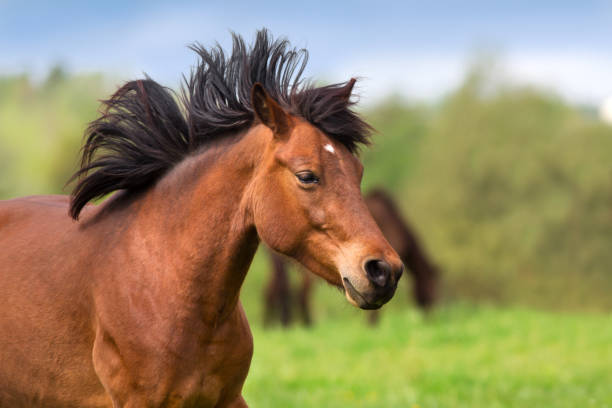 istock Bay horse portrait 831751842