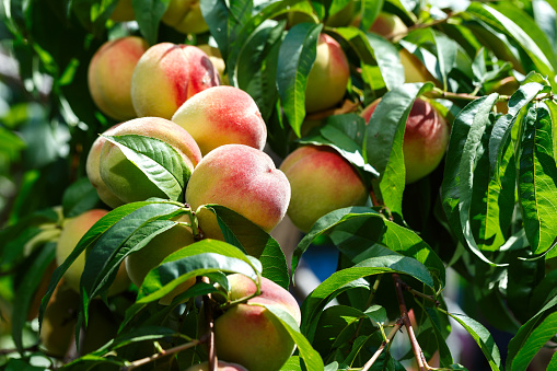 Ripe peaches in the garden, farming, summer fruit harvest\