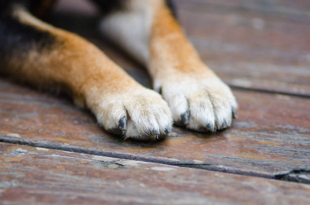 dog paws Dog, Paw, Animal Leg, Puppy, Scratching animal leg stock pictures, royalty-free photos & images