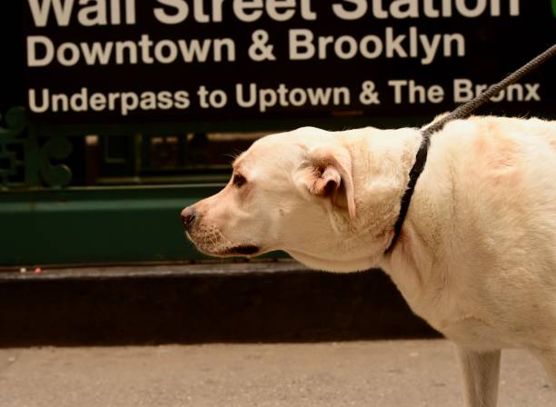 istock Labrador Retriever in New York City 831753588