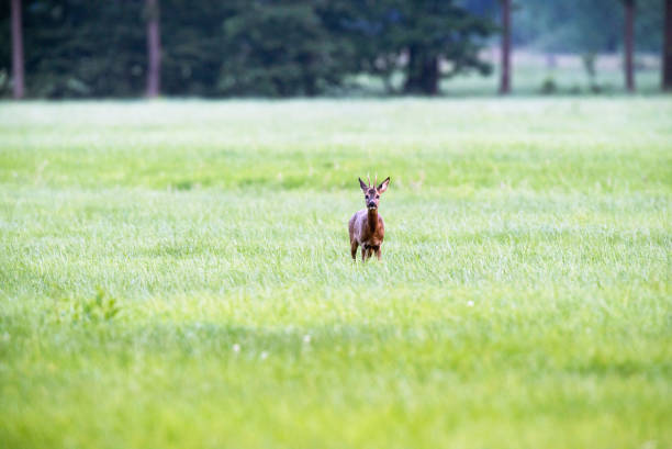 istock Roe deer buck in meadow looking towards camera. 831763440