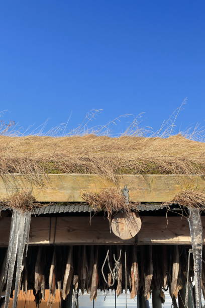 Thatch roofed wooden drier in the grounds of a fish processing utility with hanging icicles and codfish bodies air-drying to become stockfish. Sakrisoya-Reine-Moskenes-Lofoten-Nordland fylke-Norway.