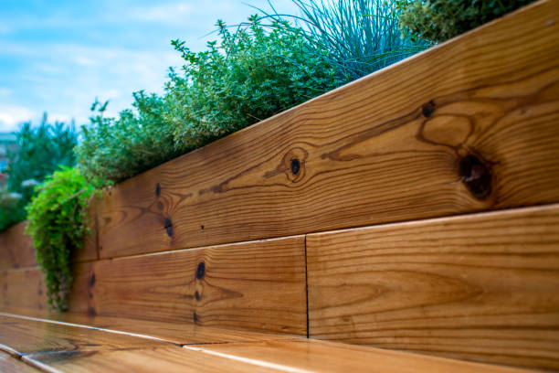 istock Green plant in wooden pot 831765186