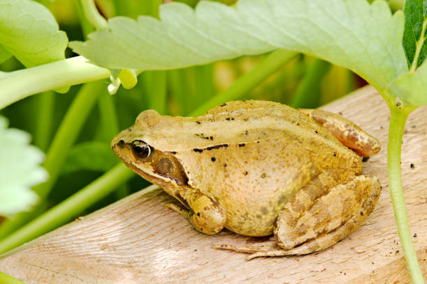 istock Close up of the common frog. 831767504