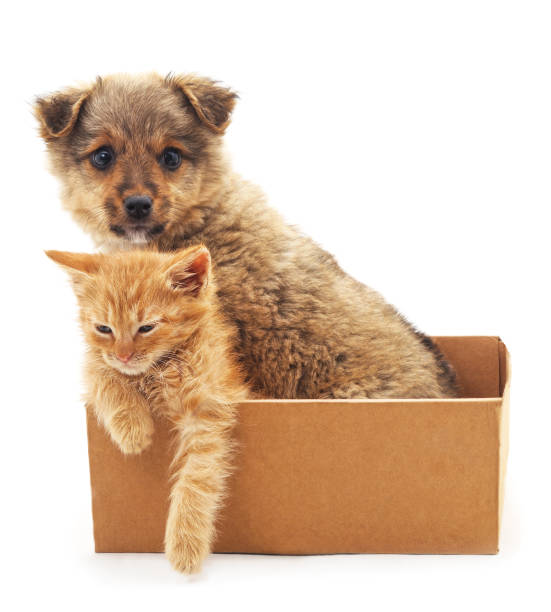 istock Kitten and puppy in a box. 831768052