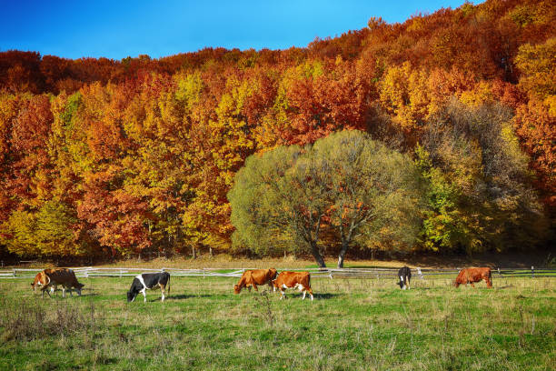 Country scenery on late autumn season. Blue sky. Cows grazing