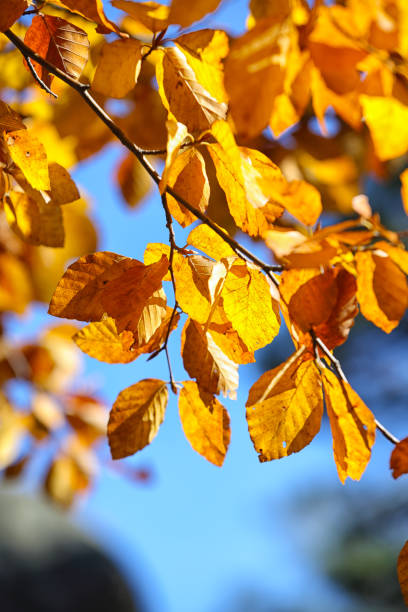 istock Autumn yellow leaves of aspen 831769792