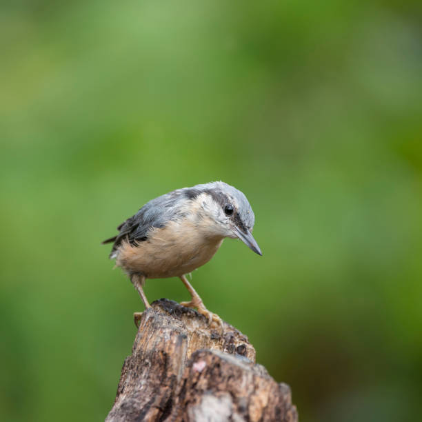 istock Beautiful Nuthatch bird Sitta Sittidae on tree stump in forest landscape setting 831775696