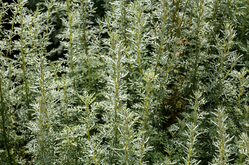 Artemisia - mugwort, wormwood, and sagebrush belonging to the daisy family Asteraceae