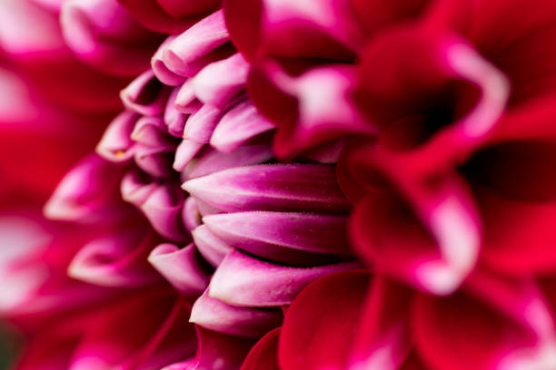 istock extreme macro of a colorful flower 831782764