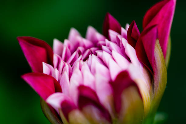 istock extreme macro of a colorful flower 831784876