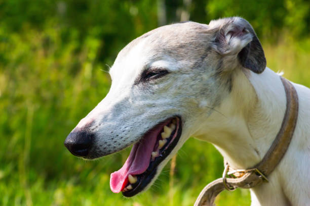 istock Portrait English greyhound 831790594