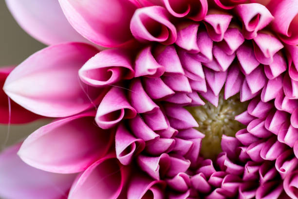 istock extreme macro of a colorful flower 831790608