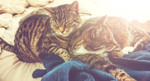 istock cats are sleeping in a bed with a blue blanket 831790964