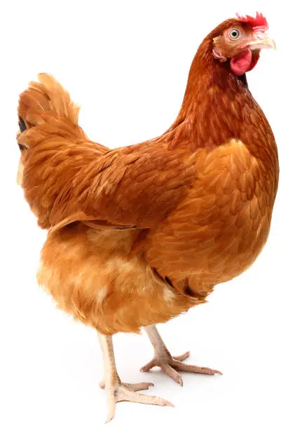 Photo of Hen
