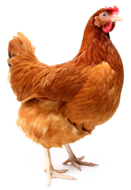 курица - brown chicken стоковые фото и изображения