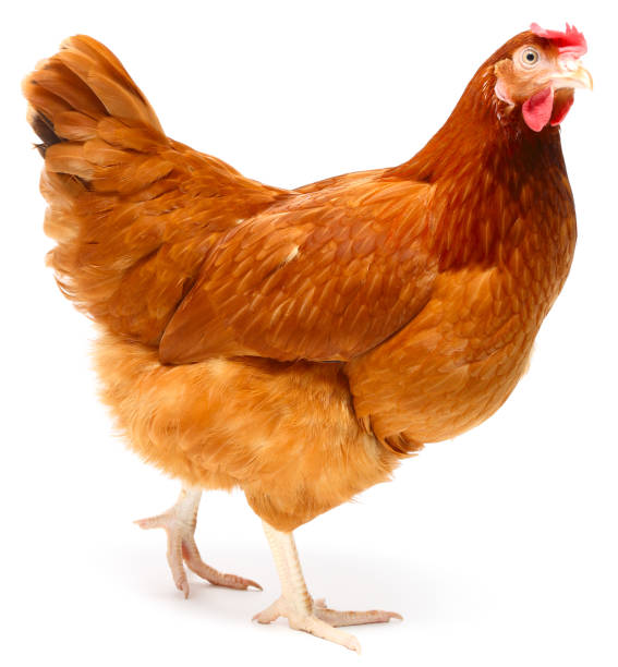hen - poulet photos et images de collection