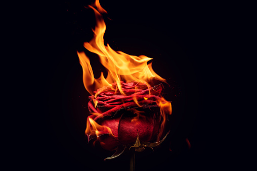 Red rose in fire