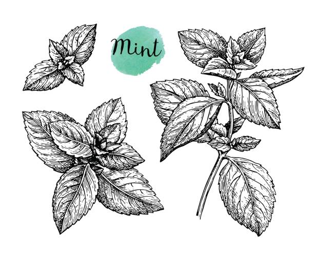 Ink sketch of mint. Ink sketch of mint. Isolated on white background. Hand drawn vector illustration. Retro style. mint leaf culinary stock illustrations