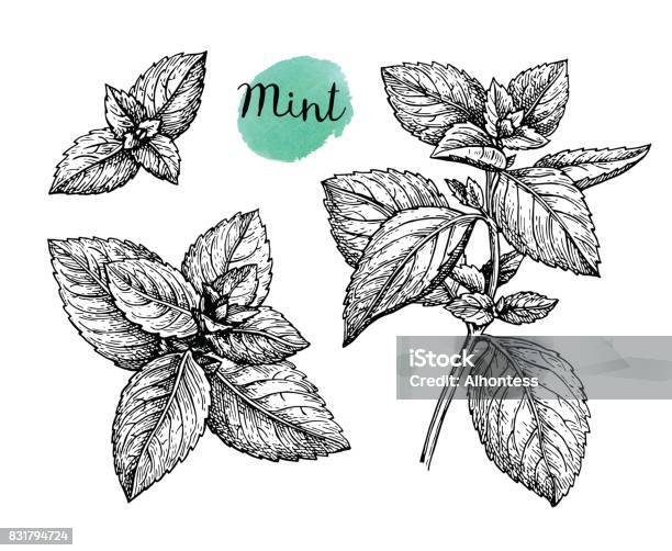 Ink Sketch Of Mint Stock Illustration - Download Image Now - Mint Leaf - Culinary, Mint - Plant Family, Spearmint