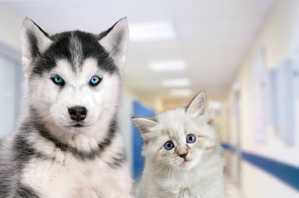 pets at the veterinary clinic. dog and cat in front of the blurred hospital background - 2042 imagens e fotografias de stock