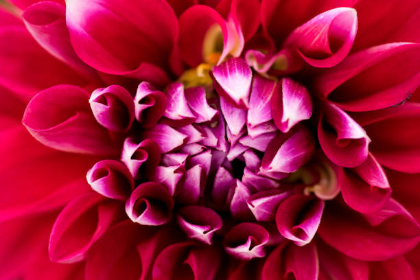 istock macro closeup of a colorful flower 831801644