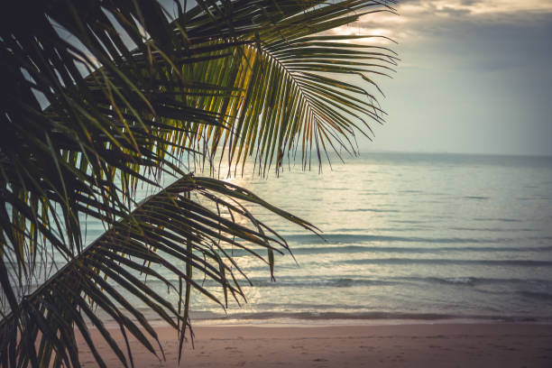 istock Tropical sunset beach with palm tree leaves and copy space as summer vacation background with copy space in vintage style 831801830