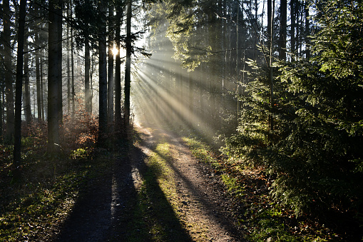 Sun rays in the forest