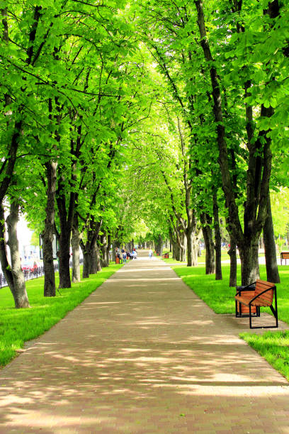 istock footpath in the park with big trees 831809614