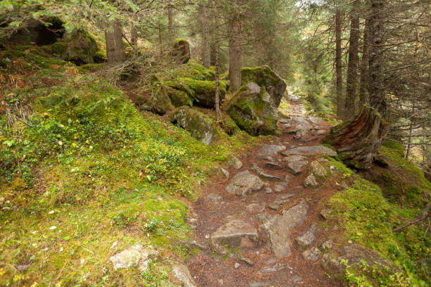 istock walking into the forest long a path in a cloudy day. No people around 831812314