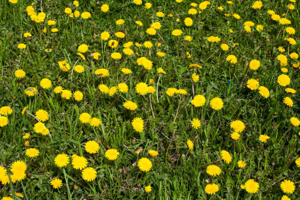 Flowers dandelions and grass as background. stock photo