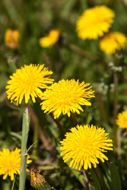 Yellow flowers of dandelions close-up. stock photo