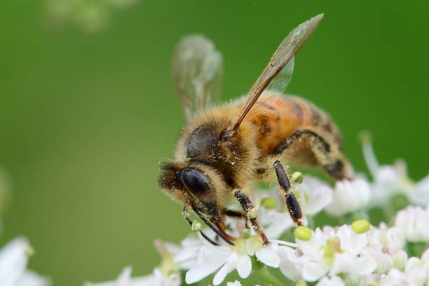 istock honey bee on a cow parsley flower 831815412
