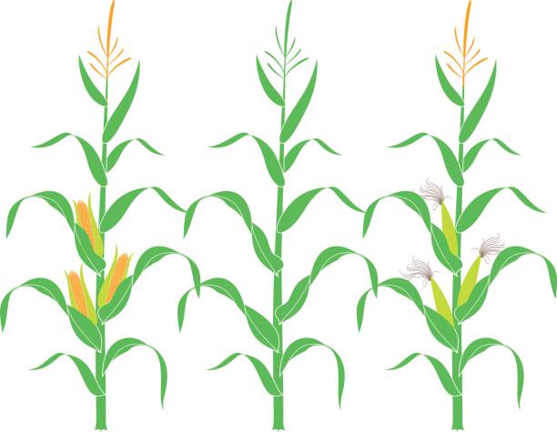 トウモロコシの茎。白い背景の上の隔離されたトウモロコシ - corn on the cob corn corn crop white background点のイラスト素材／クリップアート素材／マンガ素材／アイコン素材