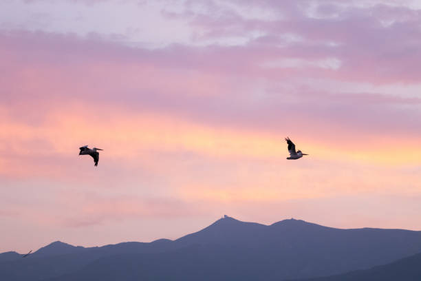istock American white pelican 831821170