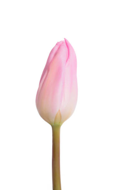 Pink tulip on a white background stock photo