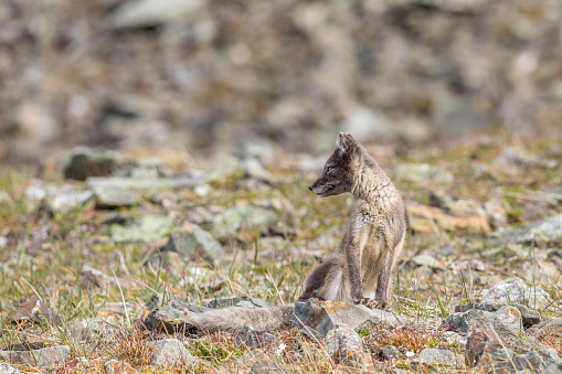 Arctic fox cub looking to the side, it is one of a litter of at least four cubs living close to Longyearbyen, picture from august 2017