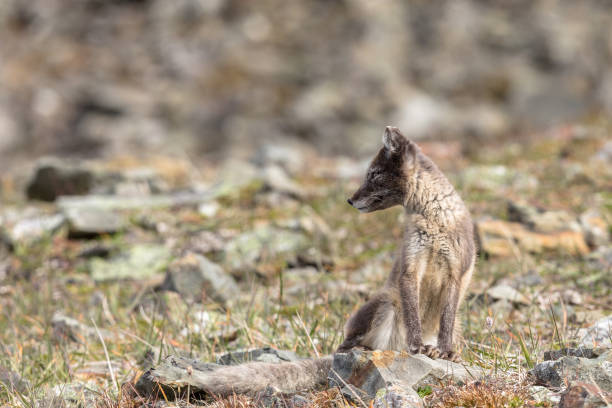 istock Arctic fox cub looking to the side, Svalbard 831831918