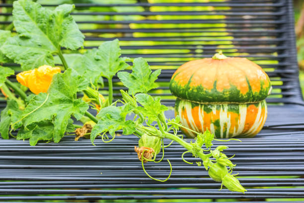 Green stem with leaves and buds in the garden on the background of a garden chair and decorative pumpkin, close-up. Selective focus