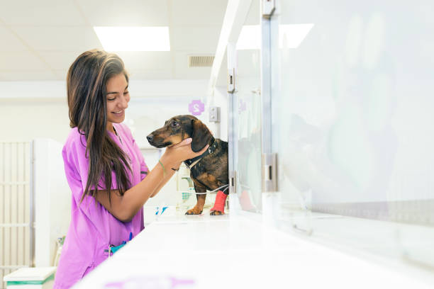 médico veterinário abraçando um cão lindo. - veterinary office - fotografias e filmes do acervo