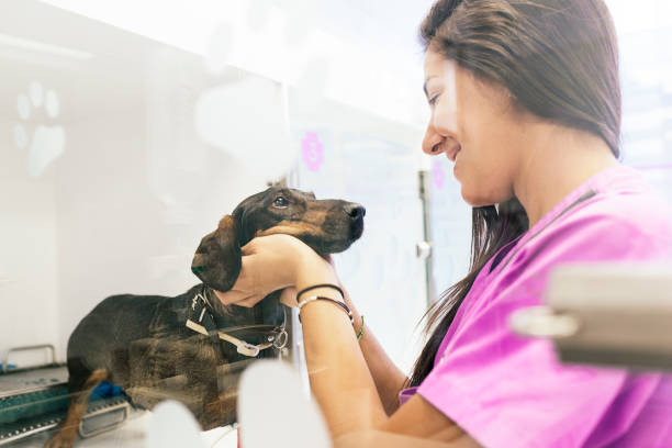 médico veterinario abrazando a un perro hermoso. - pets dog office vet fotografías e imágenes de stock