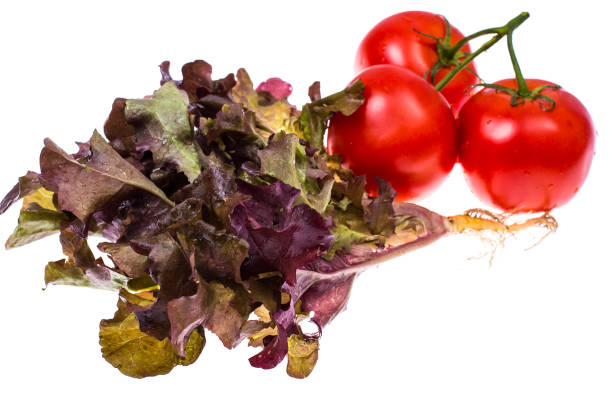 Ripe red tomatoes and bunch of fresh lettuce on white background. Studio Photo