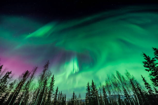 lila und grüne aurora borealis über flora und fauna - nordlicht stock-fotos und bilder